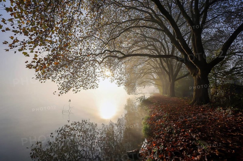 Essen, North Rhine-Westphalia, Germany, Golden autumn on Lake Baldeney. Plane trees in the morning mist on the lake promenade