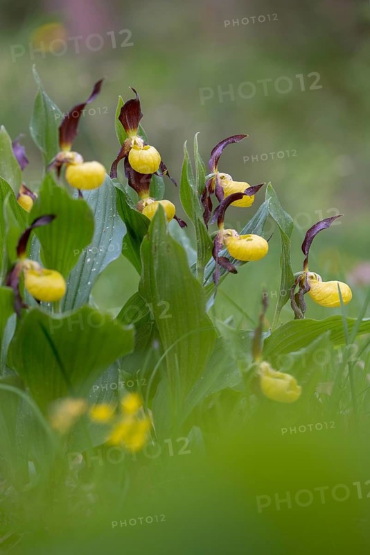 Cypripedium calceolus, lady's slipper orchid, orchidaceae, orchids, orchid plants, flora, high size, vertical format, plants, plants