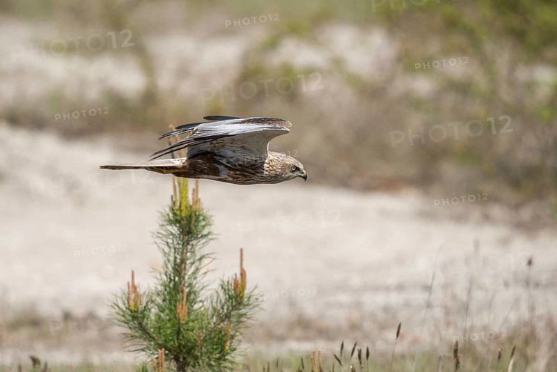Accipitriformes, Brandenburg, Circus Aeruginosus, Germany, Marsh Harrier, Nabu, Nabu Project, national natural heritage, Grünhaus natural paradise, harrier, post-mining landscape, birds, flying, flight, birds of prey, green house, male, raptor, raptors, birds