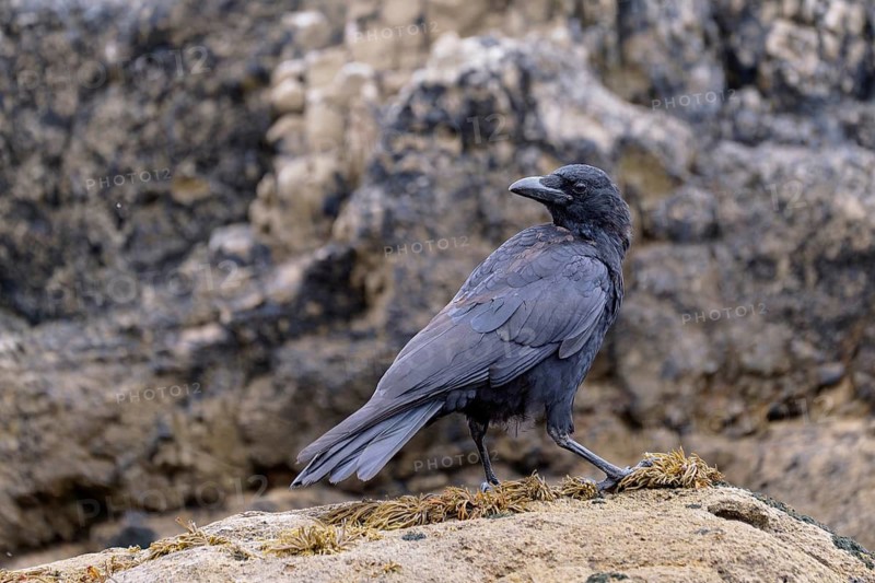 Carrion Crow (Corvus corone), Asturias, Spain