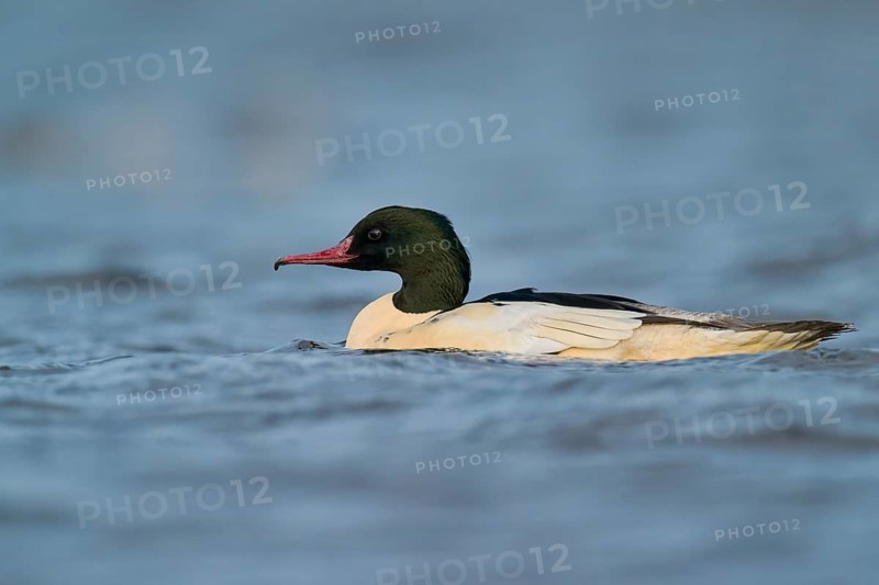 Goosander male (Mergus merganser) Lower Saxony, Germany