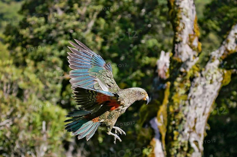 Kea (Nestor notabilis) flying, South Island, New Zealand