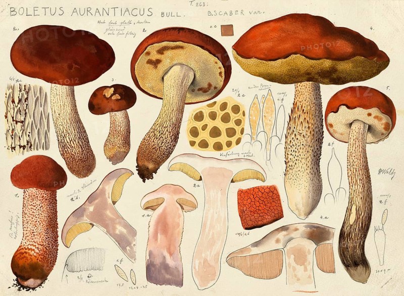 Mushroom, fungi, Boletus aurantiacus, syn. Leccinum leucopodium, Leccinum rufum or aspen red cap, authentic reproduction of an illustration by Hans Walty (1868-1948) from about 1915, historical