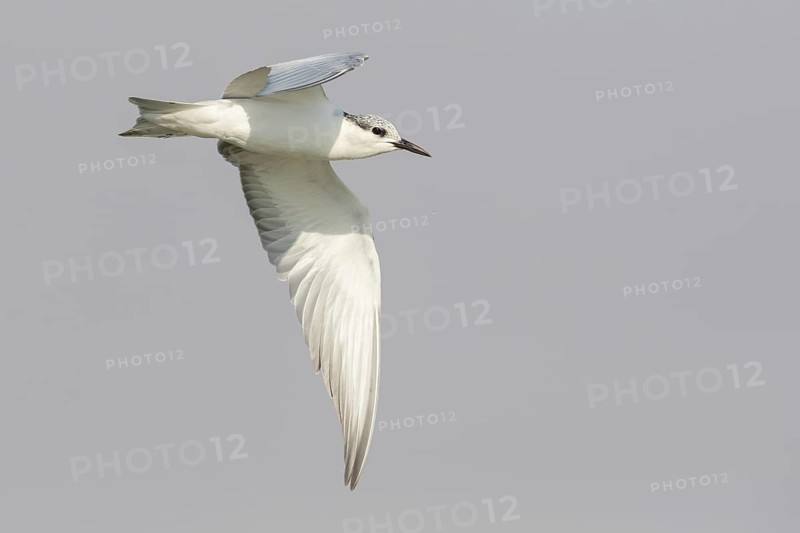 Weißbart-Seeschwalbe, Weißbartseeschwalbe, Whiskered Tern, Chlidonias hybridus, Chlidonias hybrida, Guifette moustac, Fumarel Cariblanco