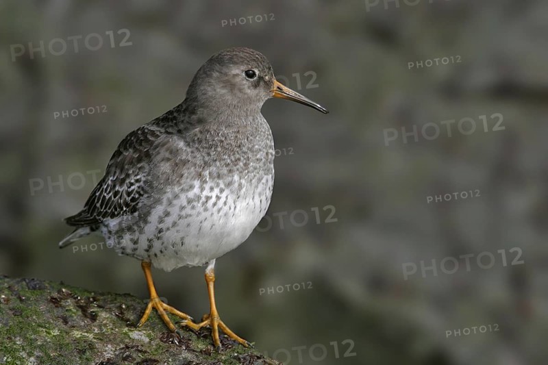 Purple Sandpiper (Calidris maritima), New Jersey, USA