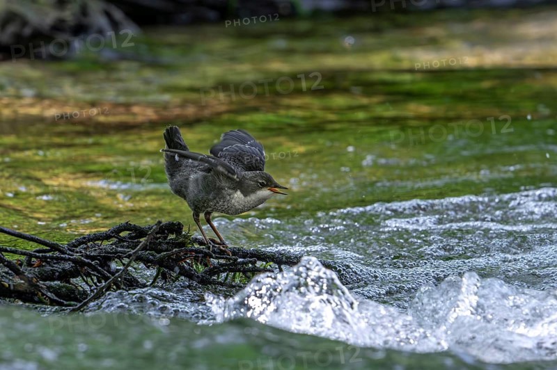 White-throated dipper, Central European dipper (Cinclus cinclus aquaticus) fledgling begging for food in stream, river