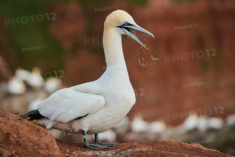 Northern gannet (Morus bassanus) standing on the cliff, wildlife, Helgoland, Germany