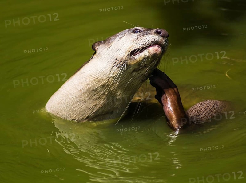 Portrait of an otter in the green water