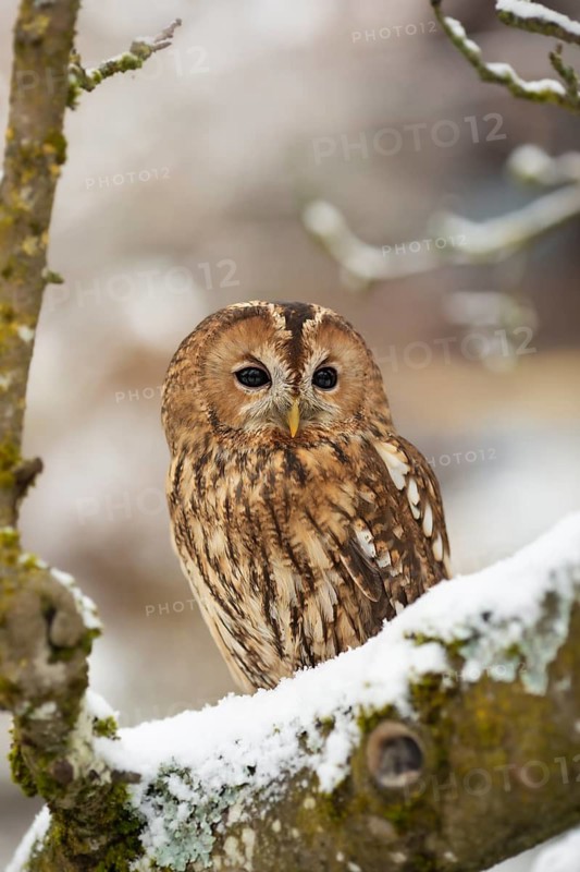 Tawny Owl (Strix aluco) captive, perched on a snowy tree trunk, Germany
