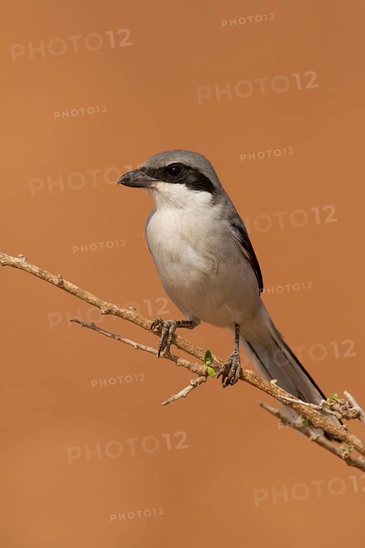 Southern Grey Shrike (Lanius meridionalis), Morocco