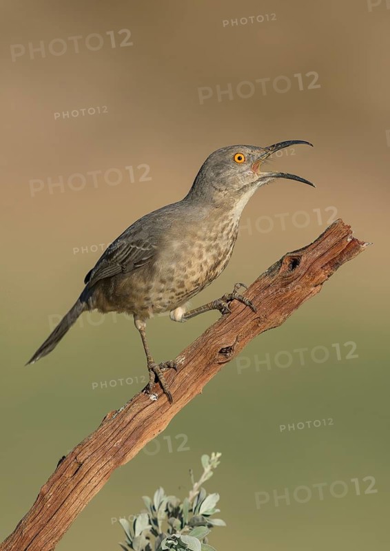Curve-billed Thrasher (Toxostoma curvirostre) calling, perched on a branch, Texas, USA