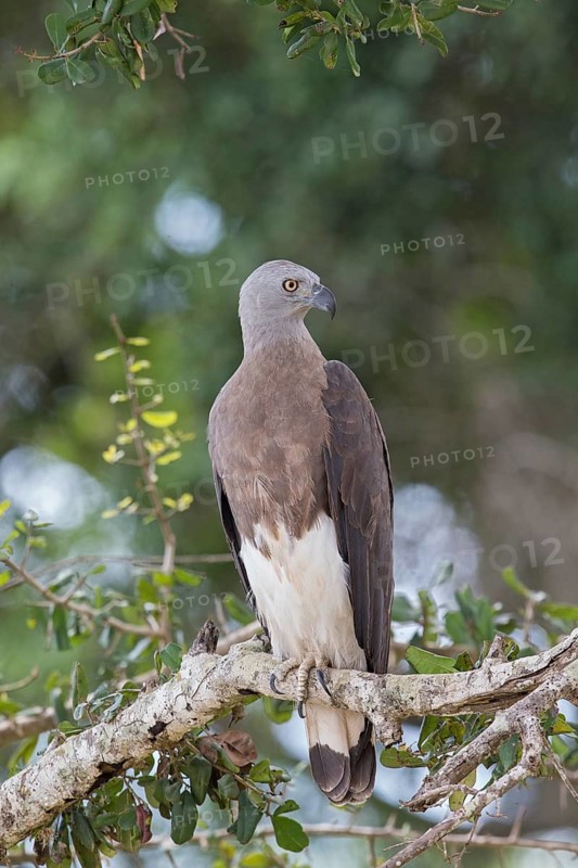 Grey-headed Fish Eagle (Haliaeetus ichthyaetus), Sri Lanka