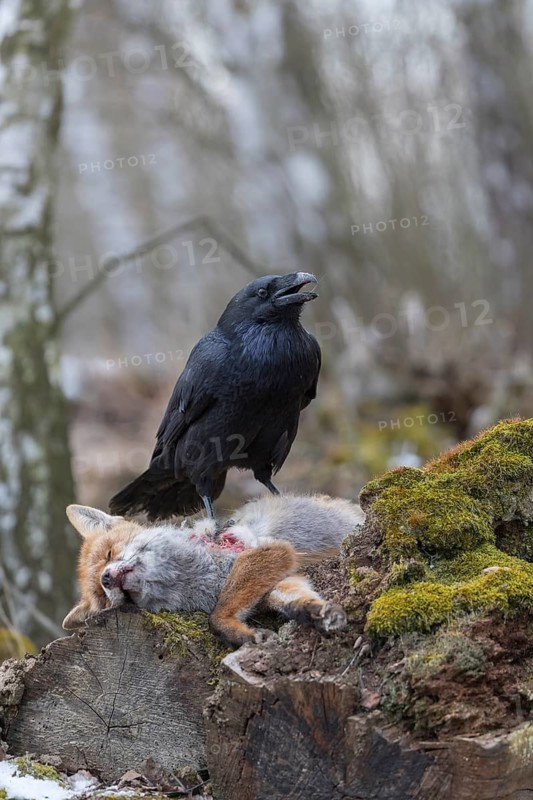 One common raven (Corvus corax), feeding on the carcass of a red fox lying on stones in a forest of birch trees