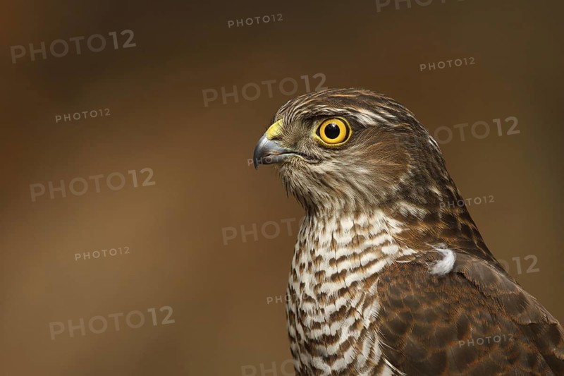 Eurasian Sparrowhawk (Accipiter nisus), Utrecht, Netherlands