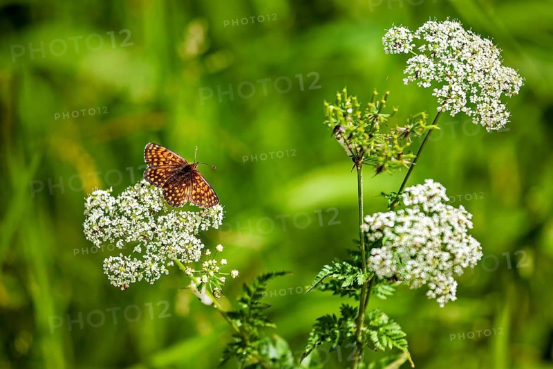 A butterfly perched on white flowers in a green meadow landscape on a sunny day, a fritillary (genus Melitaea) on a flower of the meadow chervil (Anthriscus sylvestris) near Herleshausen, Hesse, Germany