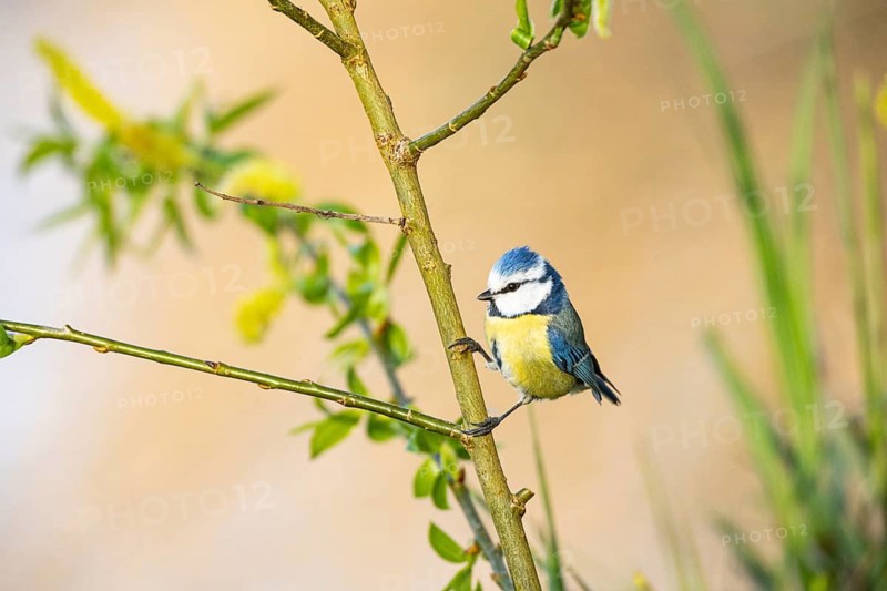 Blue tit (Parus caeruleus) Germany
