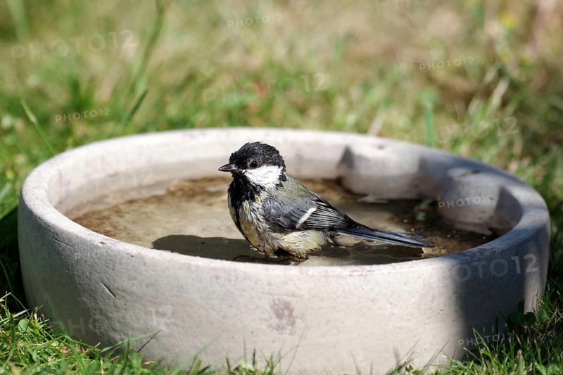 Great Tit (Parus major), female, tits, songbird, bathing, bird bath, water, wet, garden, Great Tit takes a bath in the bird bath in the garden, Germany