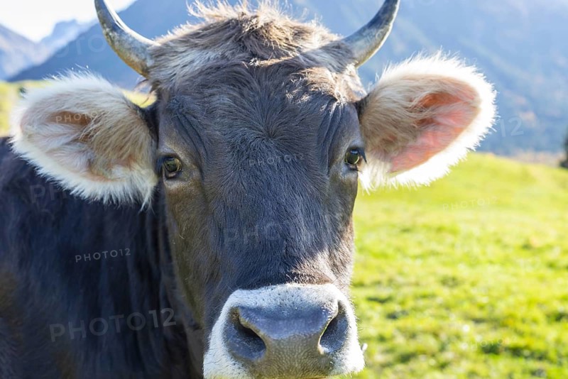 Allgäuer Braunvieh (Bos primigenius taurus), Allgäu, Bavaria, Germany