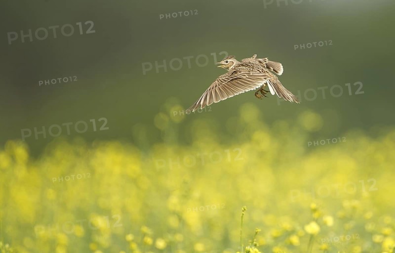Eurasian Skylark (Alauda arvensis) singing in flight, Mecklenburg-Western Pomerania, Germany