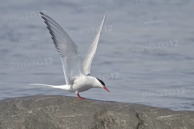 Arctic Tern (Sterna paradisaea), Manitoba, Canada