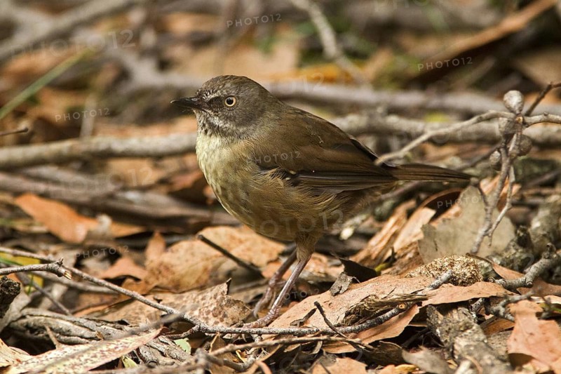 Tasmanian Scrubwren (Sericornis humilis), Tasmania, Australia
