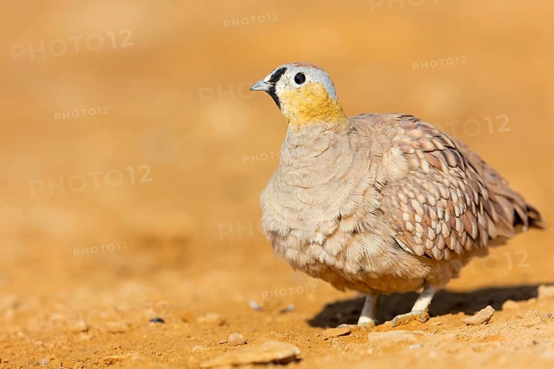 Crowned flying fowl, (Pterocles coronatus), North America, Middle East, family of flying fowl, chicken bird, Celias Waterhole, Ezuz, HaDarom, Israel