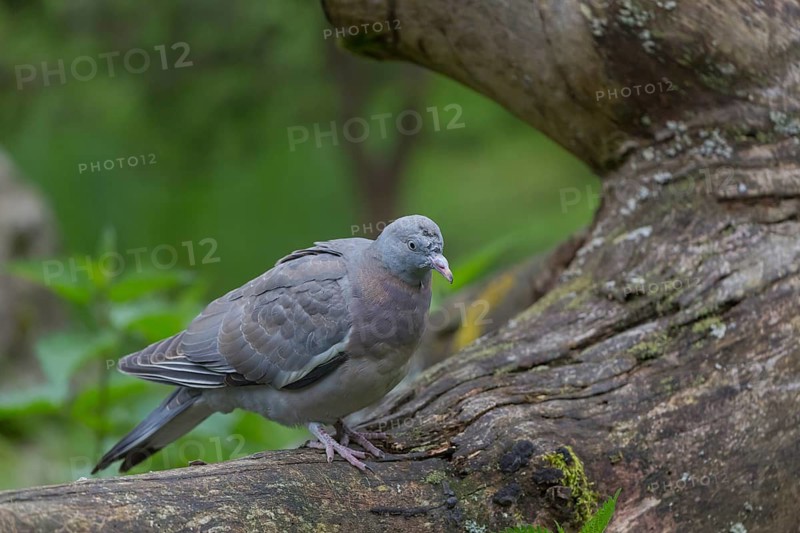 One common wood pigeon (Columba palumbus) standing on a fallen tree. Green vegetation in the background