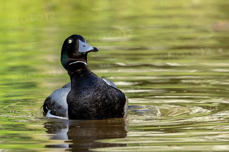 Greater scaup (Aythya marila, Anas marila) male, drake in breeding plumage swimming in lake