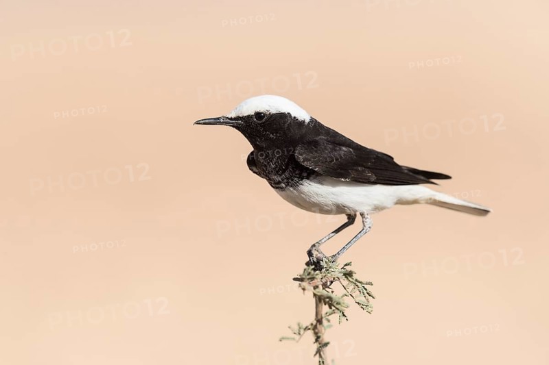 Hooded Wheatear (Oenanthe monacha) perched on a branch, Eilat, Israel