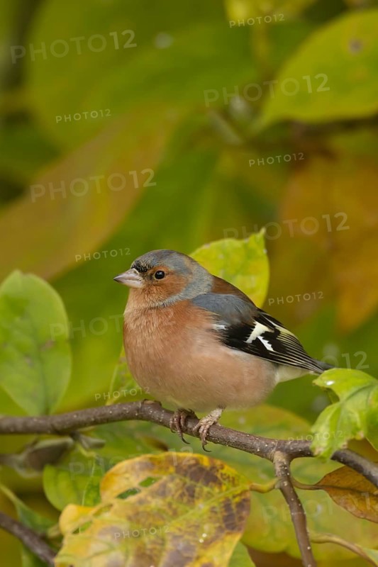Eurasian chaffinch (Fringilla coelebs) adult male bird on a garden Magnolia tree with autumn colour leaves, England, United Kingdom