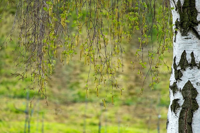 Silver birch (Betula pendula) in spring, Palatinate, Germany