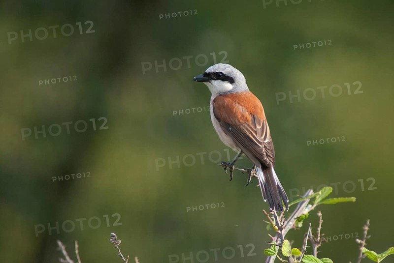 Lanius Collurio, red-backed shrike, redback shrike, birds, Bulgaria, male, passeri, songbirds, songbirds, birds, shrikes