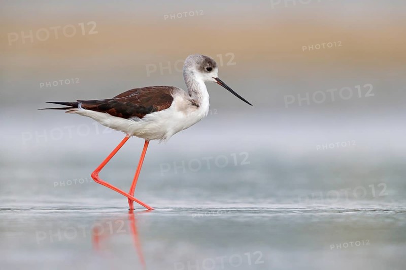 Black-winged Stilt, (Himantopus himantopus), avocet family, biotope, habitat, foraging, East Khawr / Khawr Ad Dahariz, Salalah, Dhofar, Oman
