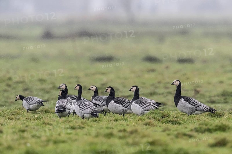 White-fronted Geese, Barnacle Geese (Branta leucopsis), East Frisia, Lower Saxony, Germany