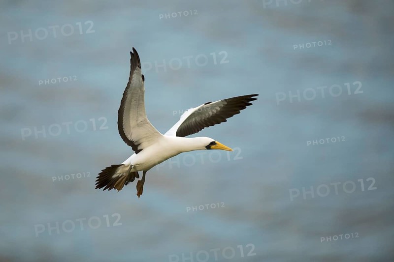 Masked Booby (Sula dactylatra tasmani) flying, Norfolk Island