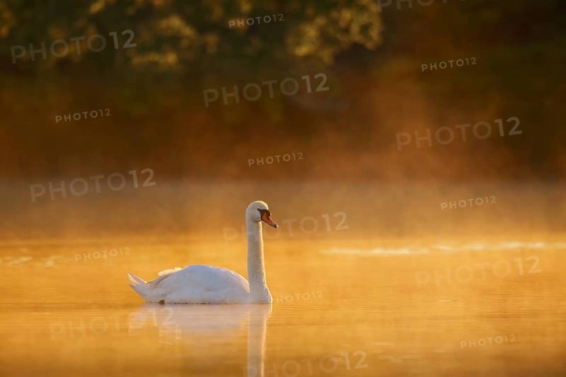 Mute swan (Cygnus olor) swimming in the morning mist on a lake at sunrise, North Rhine-Westphalia, Germany