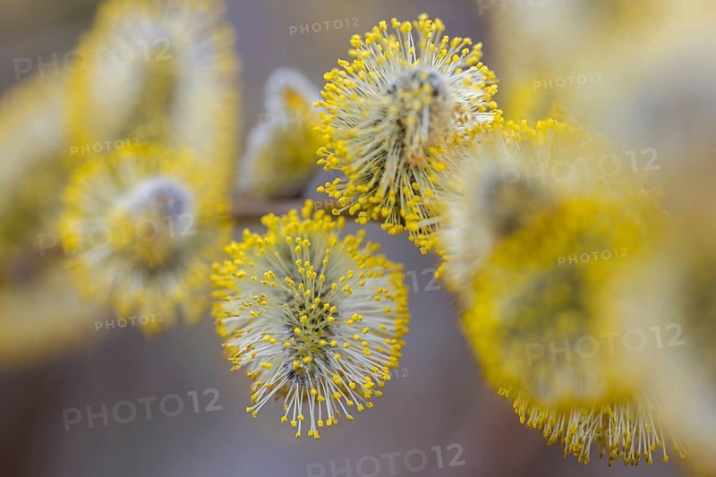 Goat willow, pussy willow, great sallow (Salix caprea) close up of flowering yellow male catkins in spring