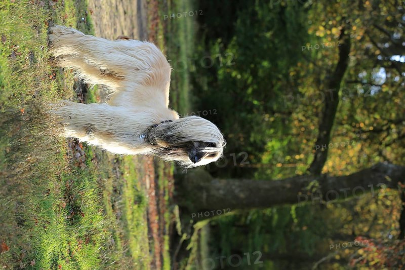 Afghan Hound, Afghan Greyhound, Sighthound