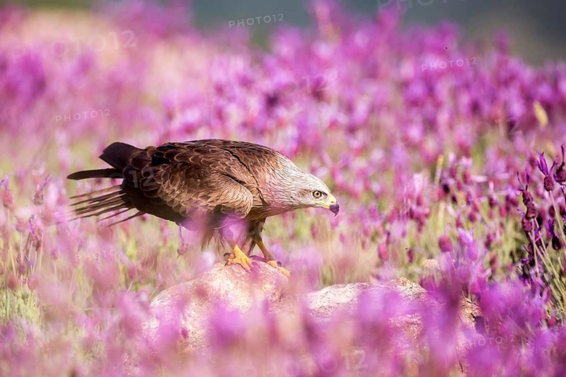 Black Kite (Milvus migrans), Madrid, Spain