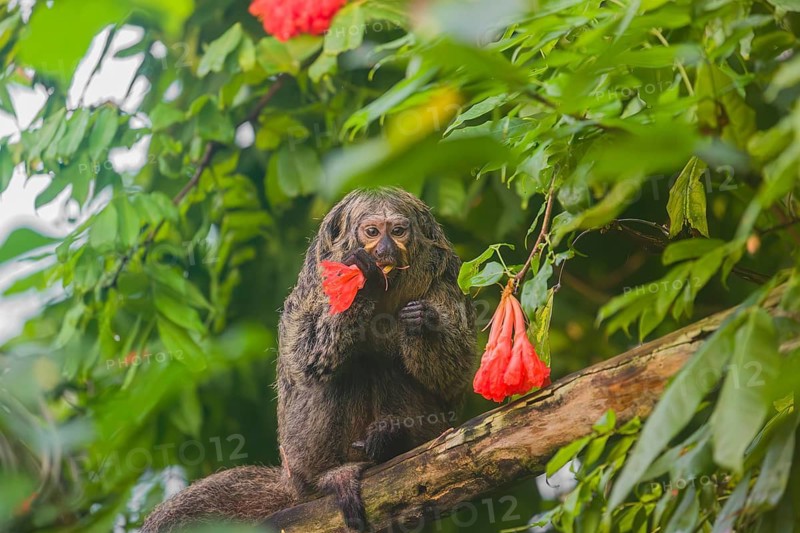 A female white-faced saki (Pithecia pithecia) sits in a Rose of Venezuela (Brownea grandiceps) tree, eating the blossoms of it