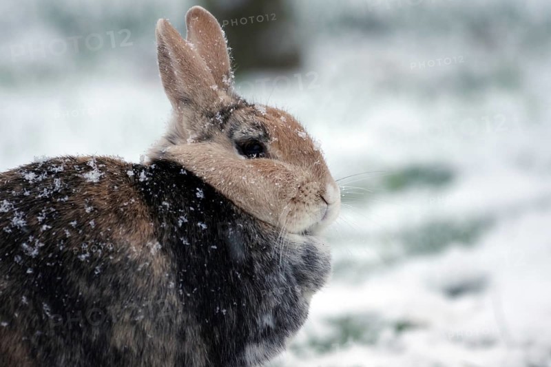 Rabbit (Oryctolagus cuniculus domestica), pet, portrait, snow, rabbit with snowflakes in its fur