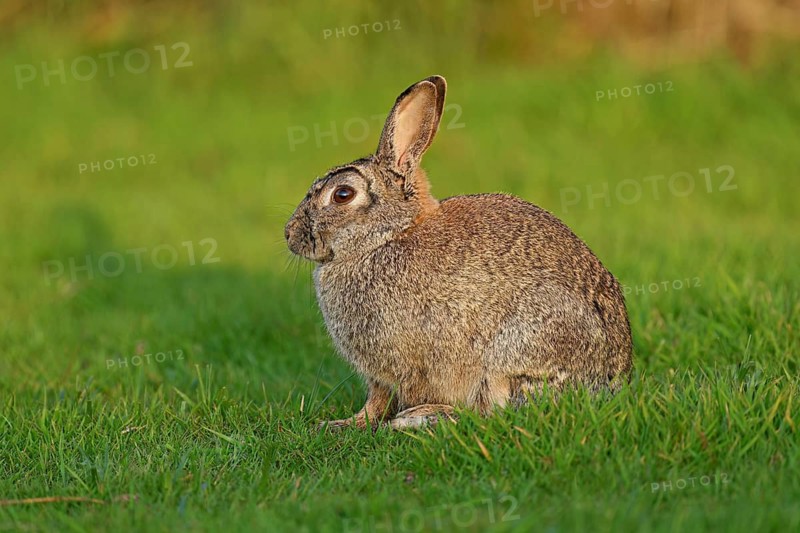 Wild rabbit (Oryctolagus cuniculus), sitting on a meadow, Texel, West Frisian Islands, province of North Holland, Netherlands