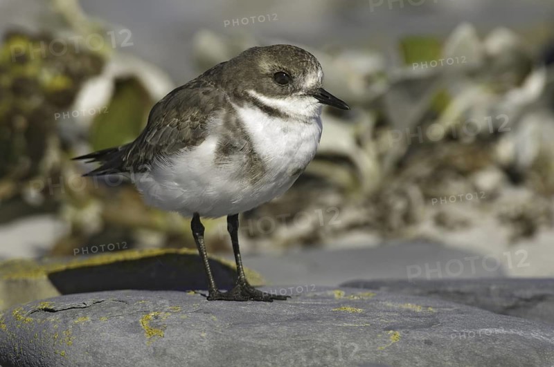 Two-banded Plover (Charadrius falklandicus), Falkland Islands
