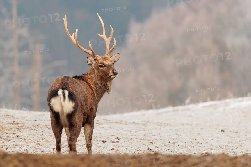 A Japanese sika deer stag (Cervus nippon nippon) stands on a meadow covered with hoarfrost in hilly terrain. A forest covered in hoarfrost can be seen in the background