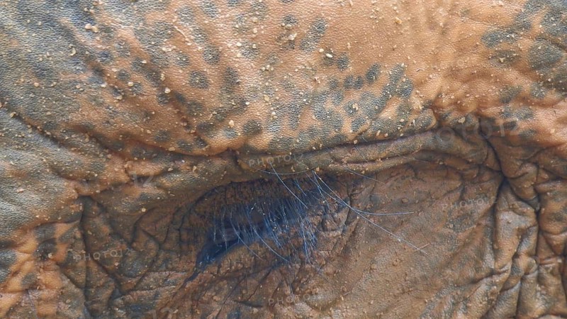 Close-up of the wrinkled skin of an Asian elephant (elephas maximus) with textured detail, Pinnawela Elephant Orphanage, Sri Lanka
