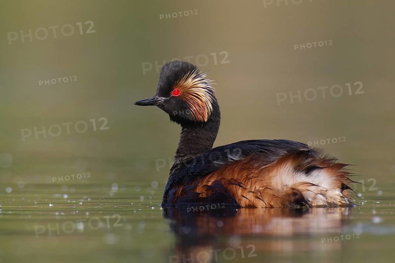Black-necked Grebe (Podiceps nigricollis), Bavaria, Germany