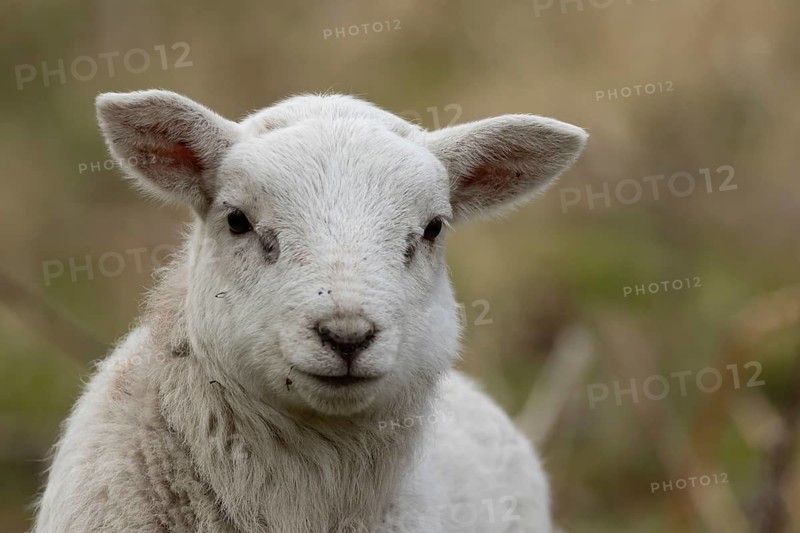 Domestic sheep (Ovis aries) juvenile baby lamb farm animal head portrait in spring, England, United Kingdom