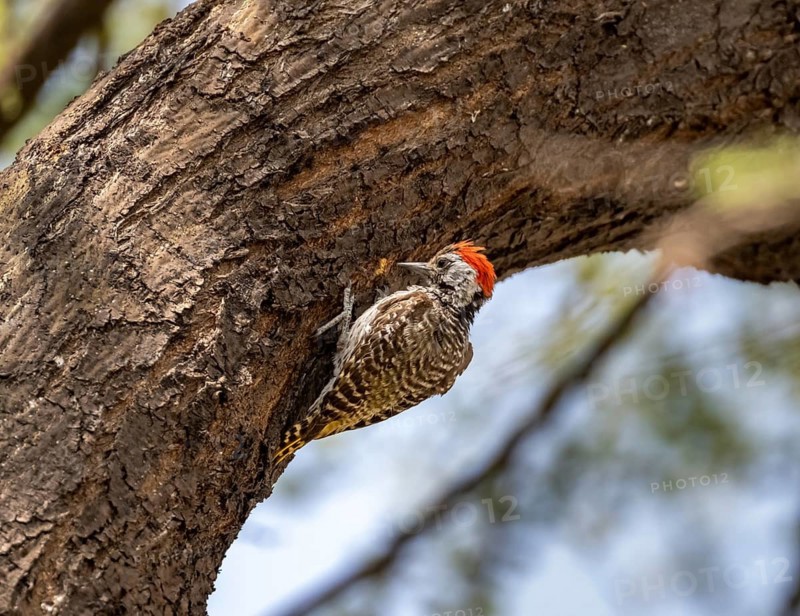 Golden-tailed woodpecker (Campethera abingoni) on a tree trunk, Etosha National Park, Namibia