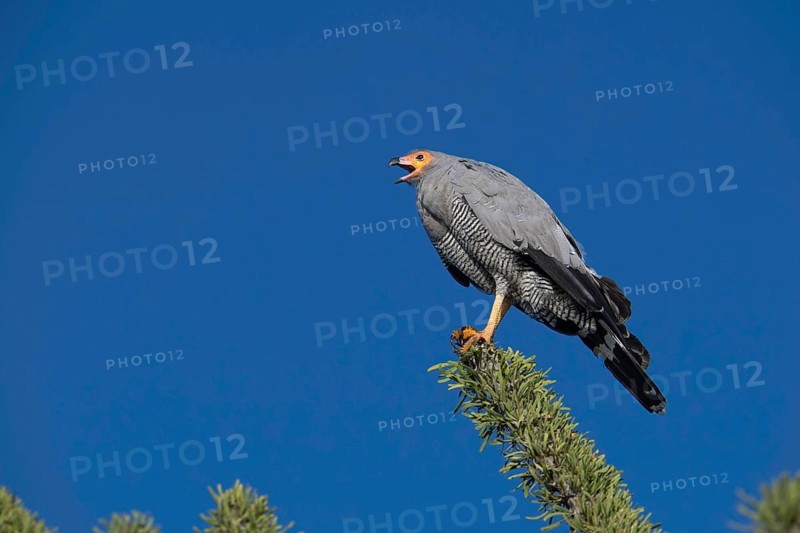 Madagascar Cave Harrier Hawk (Paliborides radiatus) in the thorn forests of Ifaty in south-west Madagascar