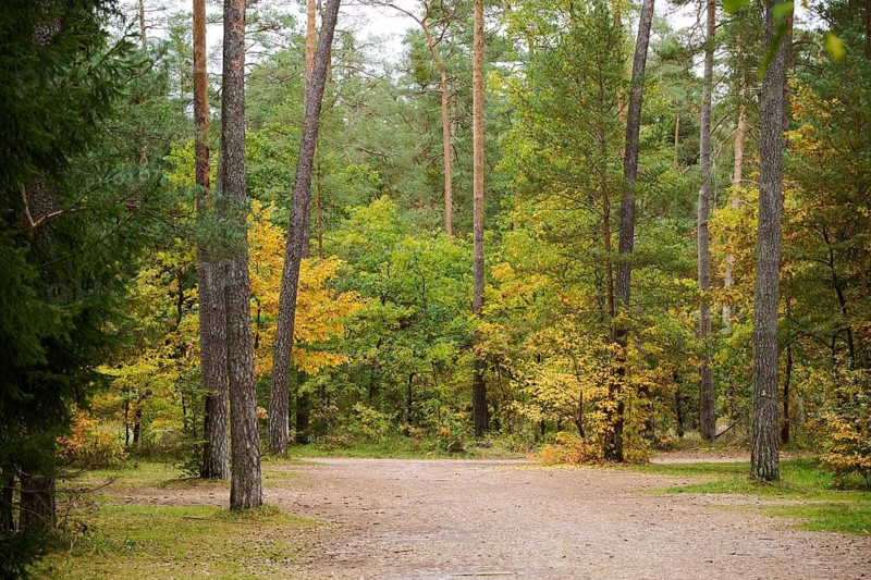 Colored trees in a European spruce (Picea abies) and Scots pine (Pinus sylvestris) forest in autumn, Bavaria, Germany